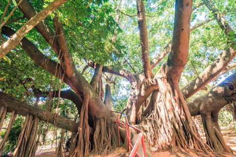 Casa Goiana em Caldas Novas Goiás - No Jardim Japonês