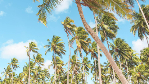 Praia dos Carneiros em Porto de Galinhas